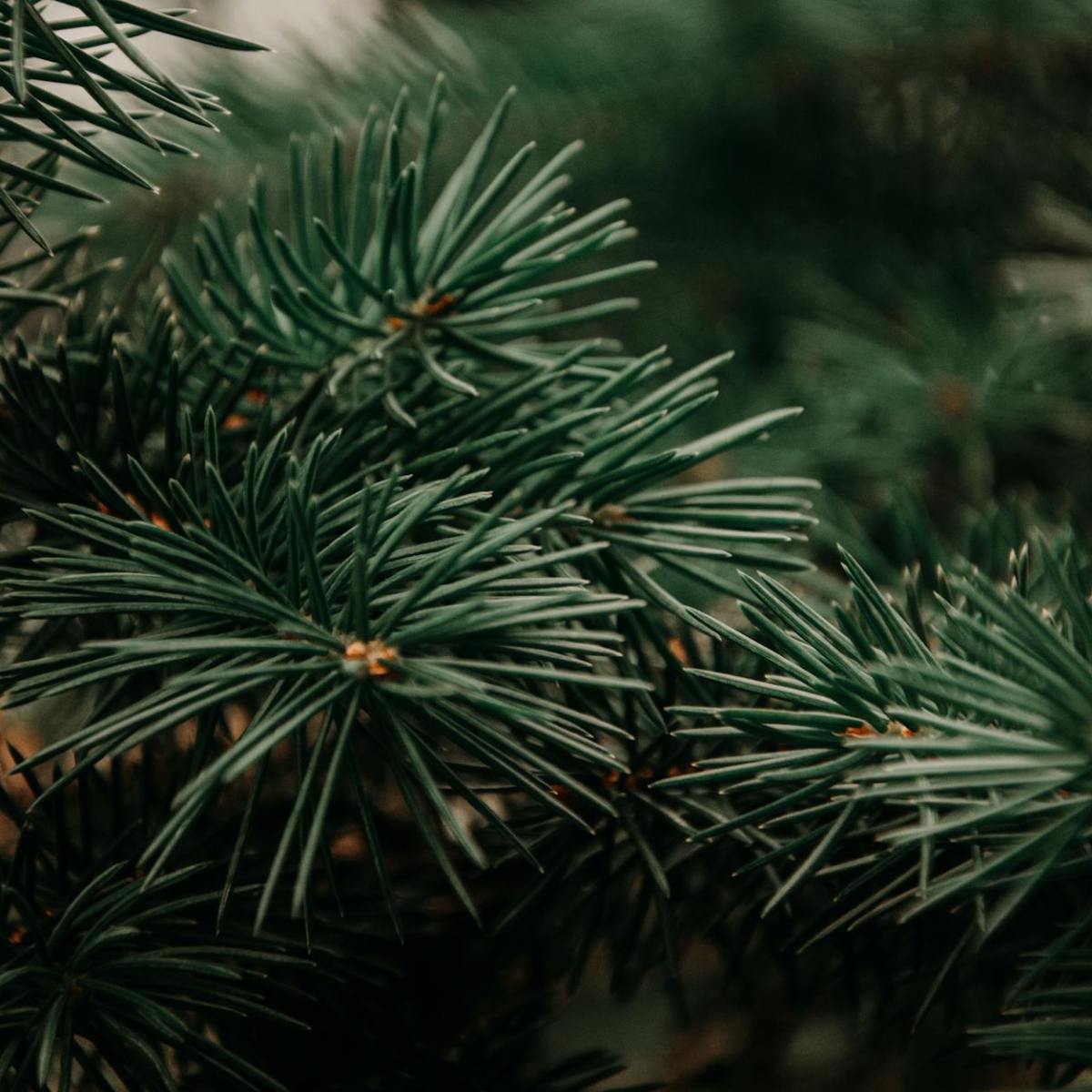 Low-Waste Holidays Redefine Celebration