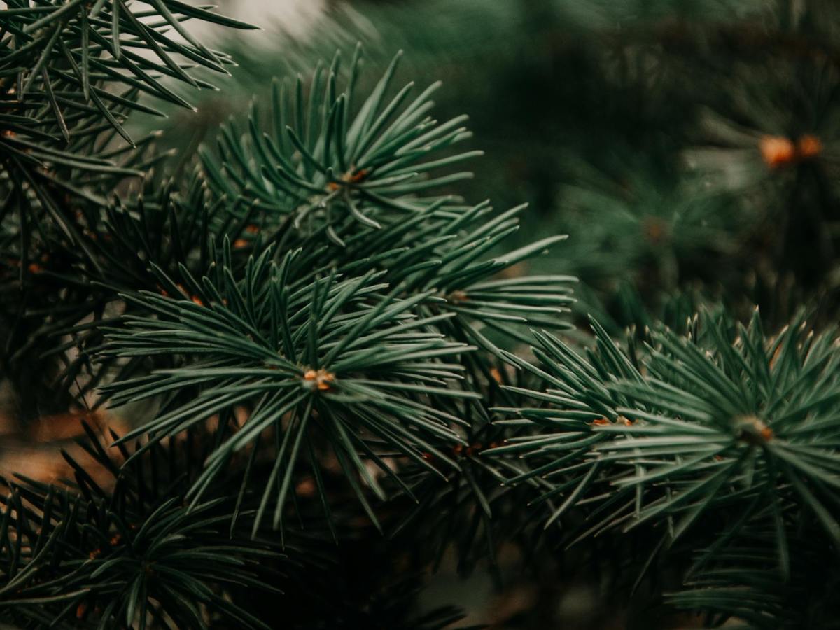 Low-Waste Holidays Redefine Celebration